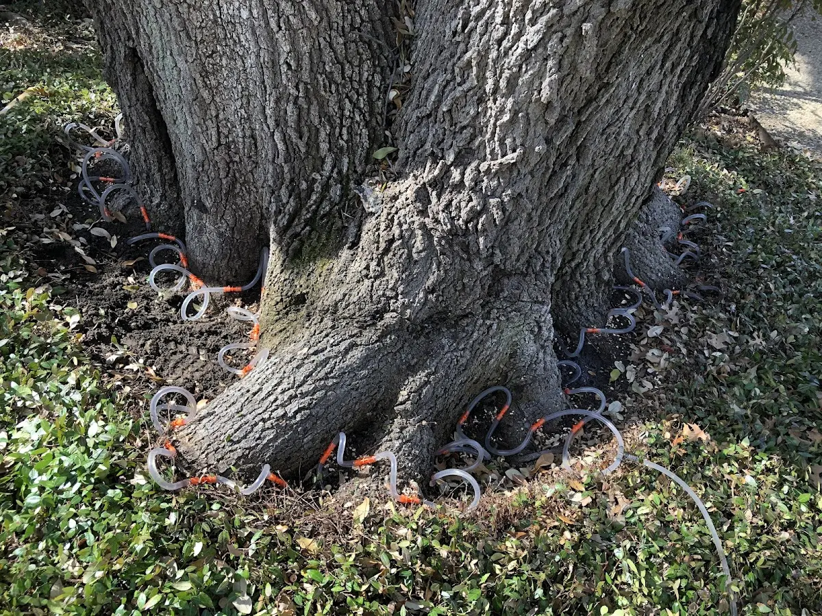 Detailed Tree Cabling and Bracing job site in Clifton Park