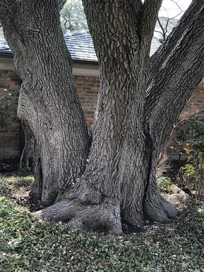 Mature heritage tree close to a Clifton Park property cared for by certified arborists